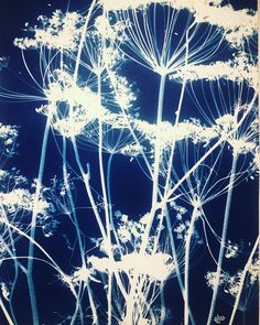 Blauwdruk met witte schermbloemen op een blauwe achtergrond